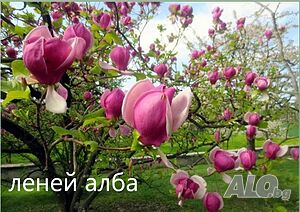 image_11