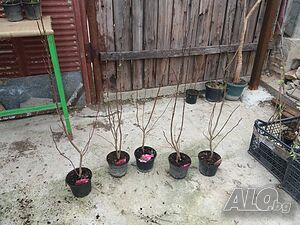 image_13