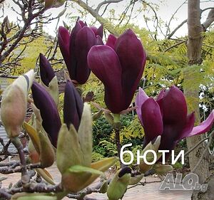 image_14