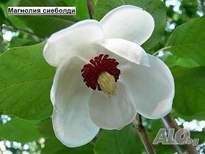 Магнолия Sieboldii