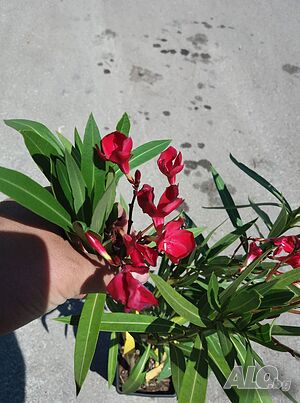 image_5