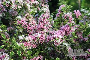 Вайгела “Пъстролистна” / Weigela “Variegata” Цена 8лв