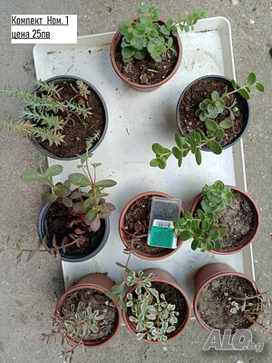 Седум/Sedum