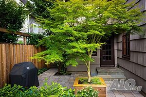 Японски клен Ацер - Acer Palmatum Green