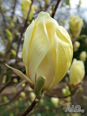 Жълта Магнолия - (’’Жълт фенер’’) Magnolia ‘Yellow Lantern’