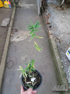 image_8