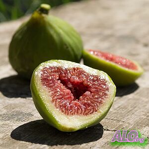 Смокиня сорт Далматинска - Ficus carica Dalmatie
