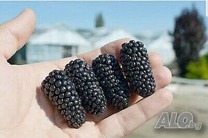 Къпина без бодли сорт Джъмбо ”JUMBO”
