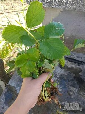 image_9