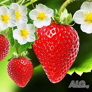 image_11