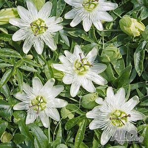 Пасифлора - Passiflora