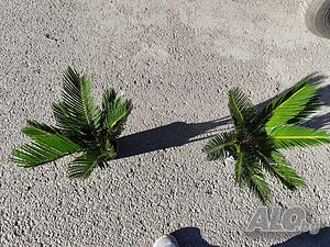 image_5