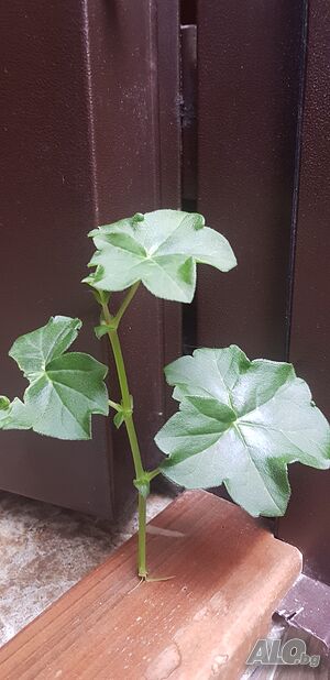 image_6