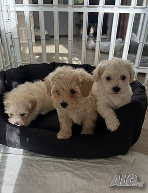 Продавам Малтипу (Maltipoo) кученца момиче и момче Други редки породи 2 месеца Мъжко Женско Beige Нечистокръвно | Кучета - продава | Несебър
