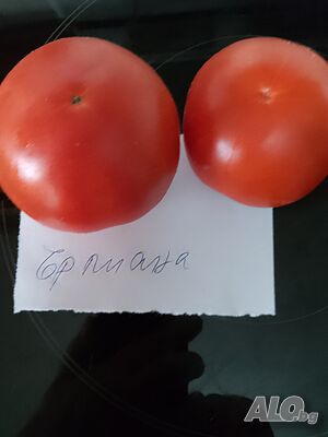 Семена за домати и други зеленчуци