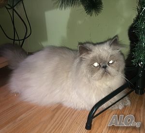 Мъжки персиец за разплод