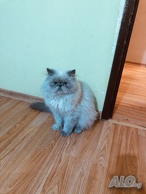 image_3