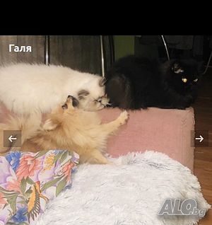 image_6