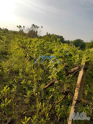 image_10