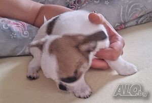 Чихуахуа момче