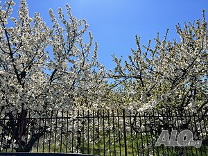 image_6