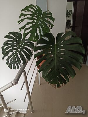 image_4