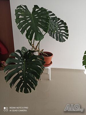 image_2