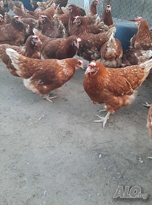 Домашни кокошки