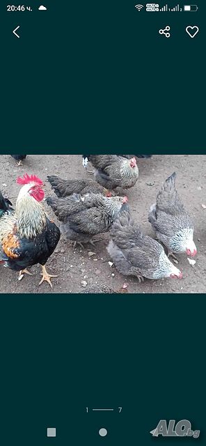 Разплодни яйца от сребърни катунки