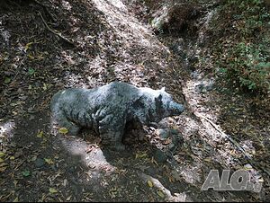 image_10