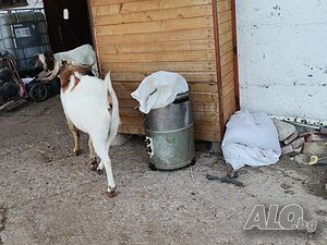 Продават се пръчове, кози, дзвиски
