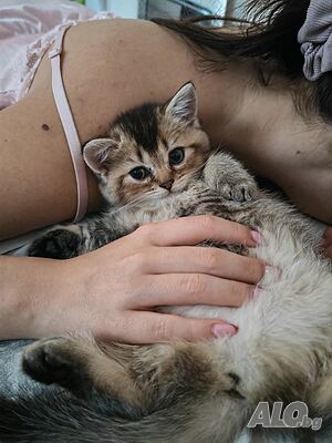 Британска късокосместа