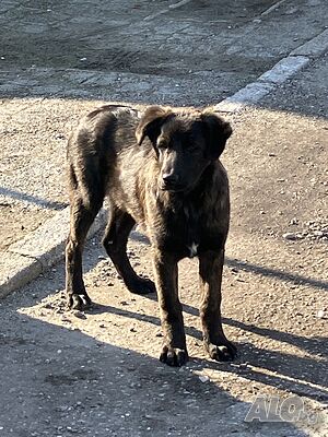 image_4