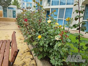 image_22