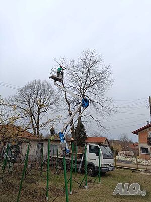 Рязане на опасни дървета