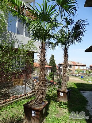 image_5