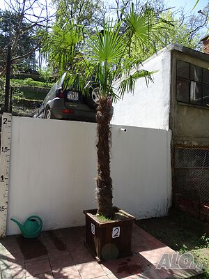 image_3