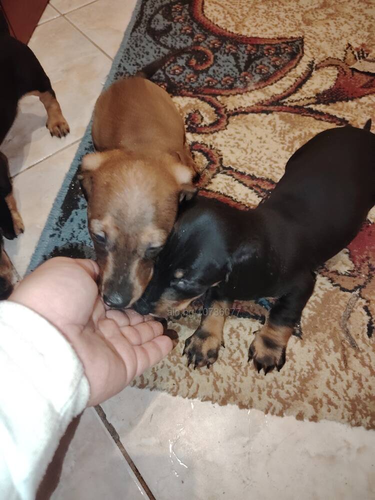 Кученца Дакелчета