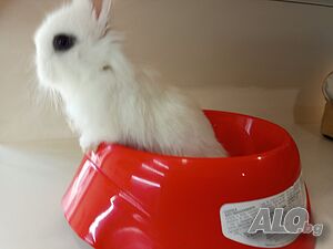 image_5