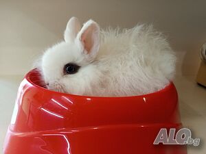 image_9