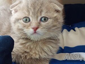 Шотландски клепоухи котенца