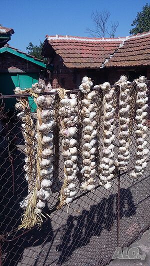 продавам чесън на плитки