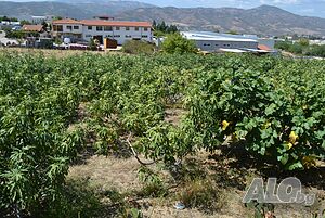 image_11