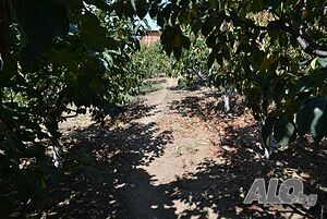 image_12