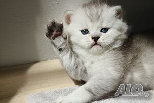 Британска шиншила