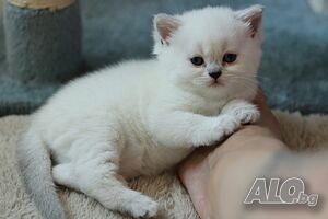 Британски късокосмести котенца - Silver Shaded, Golden Shaded и Colourpoint