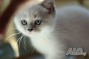 Британски късокосмести котенца - Silver Shaded, Golden Shaded и Colourpoint Британска късокосместа 2 месеца Мъжко Женско Silver Shaded (сребърна шиншила) • Golden Shaded (златна шиншила) • Colourpoint | Котки - продава | Бургас