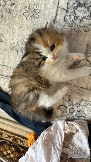 Домашни Котенца с Хигиенни Навици, Обезпаразитени с Доставка