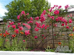 image_10