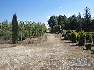 Продавам производствена база за декоративни растения на бала